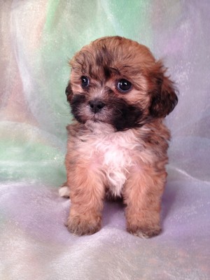 Female teddy Bear puppy for sale #11|Teddy bears for sale at about half the price breeders in Fort Lauderdale Florida Charge